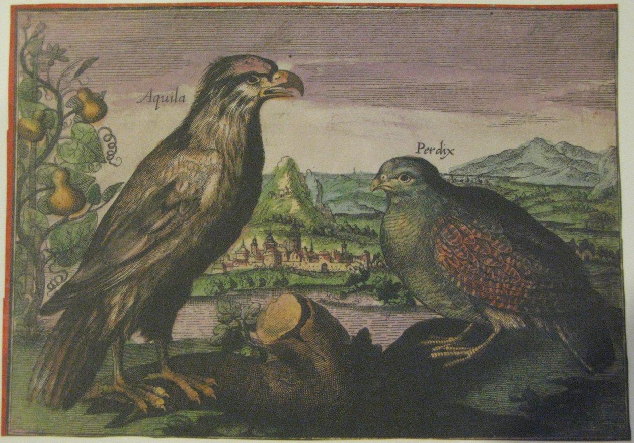 Orel a koroptev, Iconotheca Valvasoriana od Adriaen Collaert