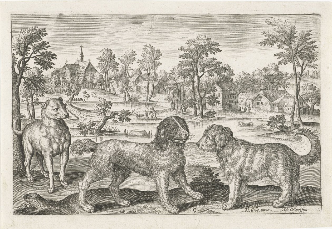psi Čtyřnohá zvířata (název série) Animalivm Qvaddrvpedvm (název série) od Adriaen Collaert