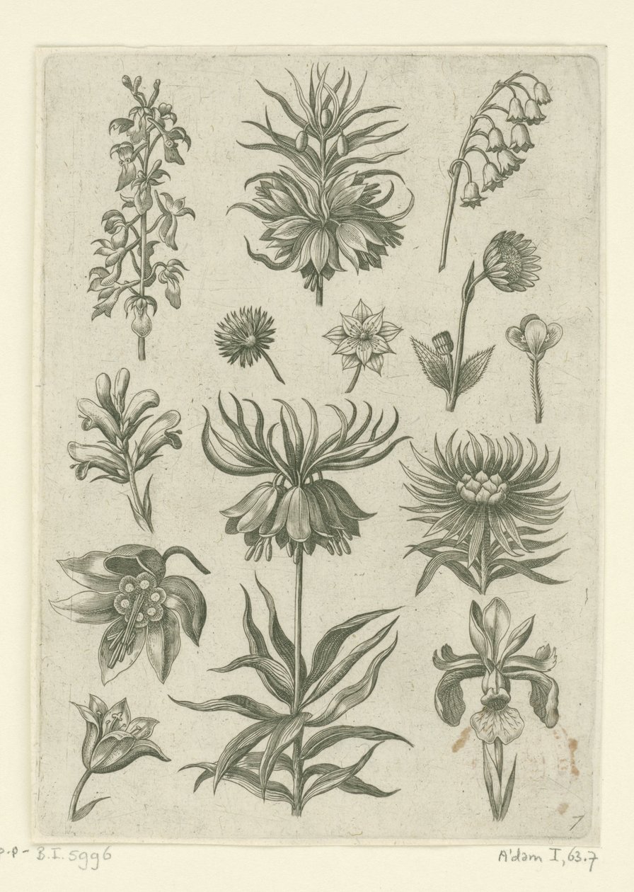 Císařská koruna, orchidej a konvalinky Florilegium (název série) od Adriaen Collaert