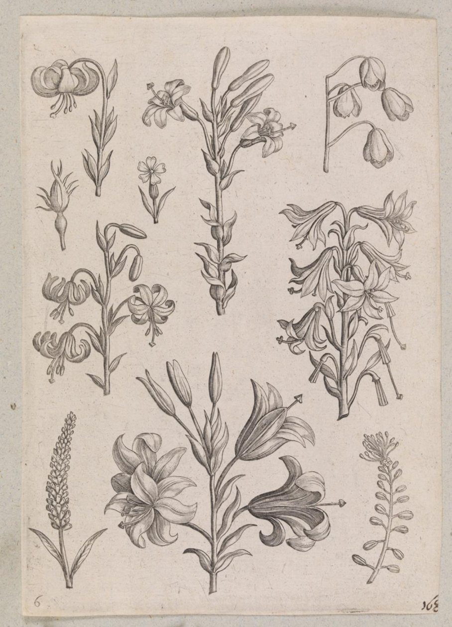 Lilie od Adriaen Collaert