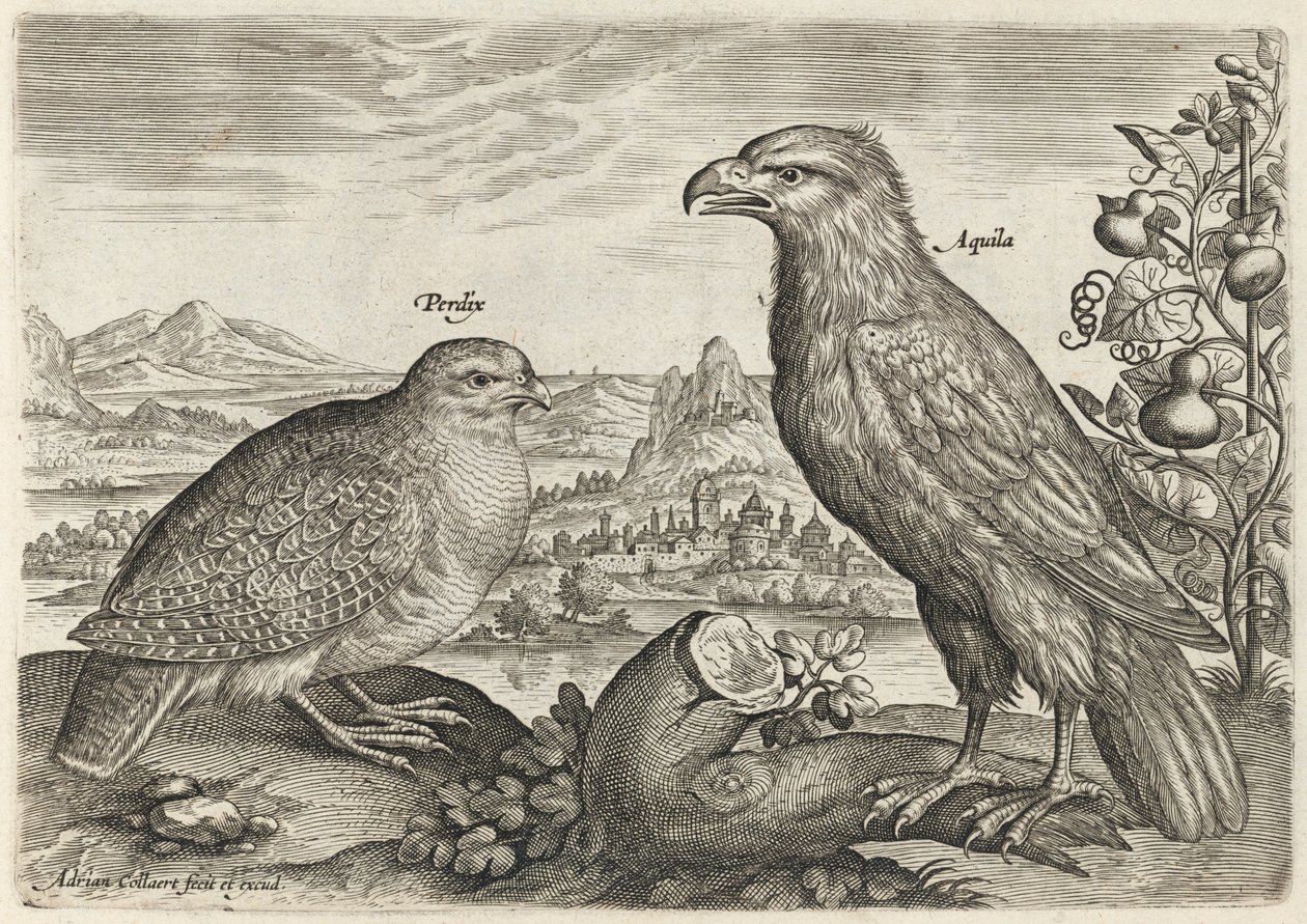Koroptev a orel od Adriaen Collaert