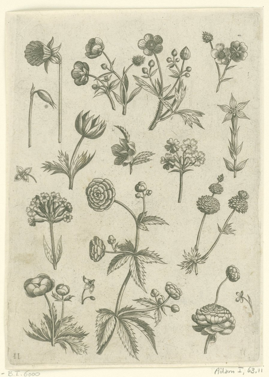 Ranonkels, primula en boterbloemen Florilegium (název série) od Adriaen Collaert