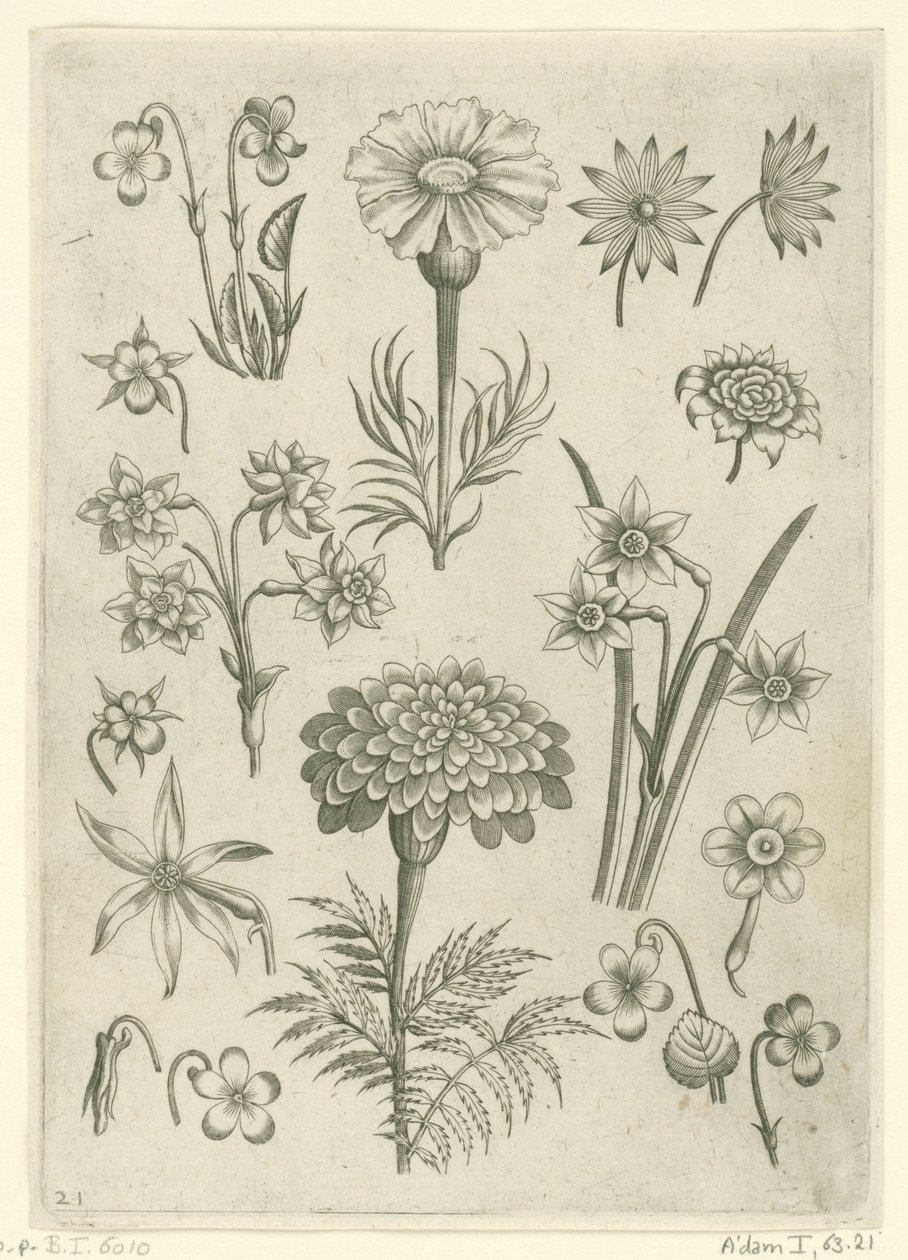 Různé květiny, fialky a narcisy Florilegium (název série) od Adriaen Collaert