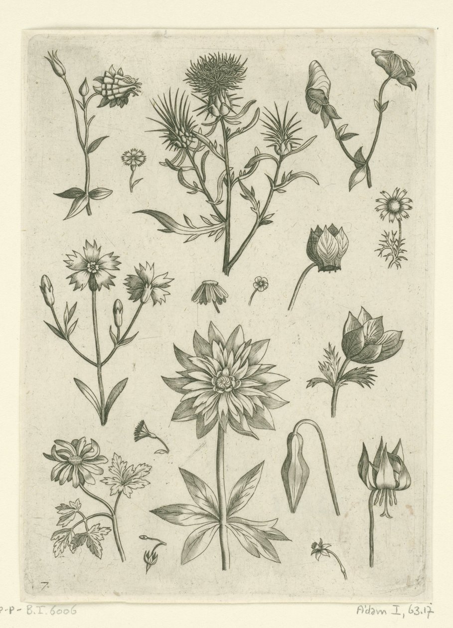 Různé květiny, včetně columbine a bramboříku Florilegium (název série) od Adriaen Collaert