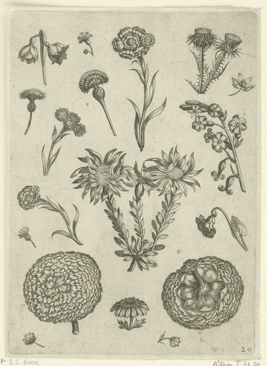 Různé květiny, včetně chryzantémy a bodláku Florilegium (název série) od Adriaen Collaert
