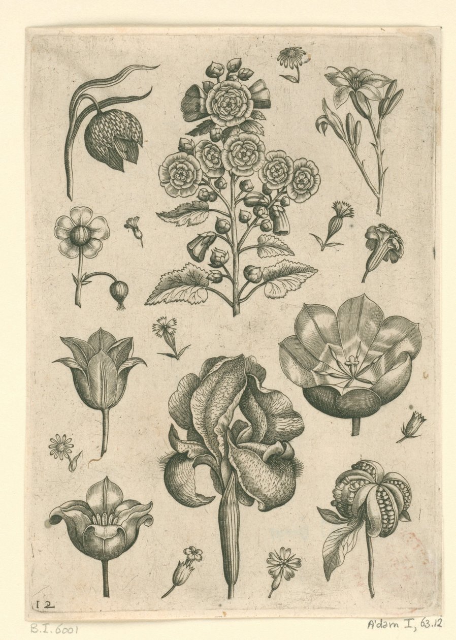Různé květiny včetně kosatce a fialky Florilegium (název série) od Adriaen Collaert