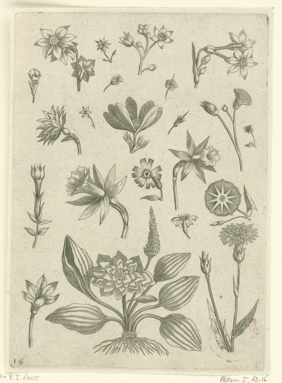 Různé květiny, včetně trubačových narcisů Florilegium (název série) od Adriaen Collaert