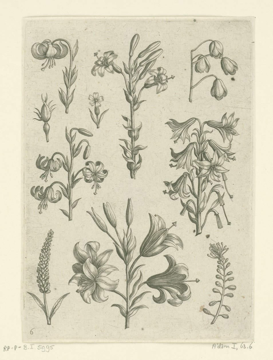 Čtyři velké lilie a několik menších květin Florilegium (název série) od Adriaen Collaert