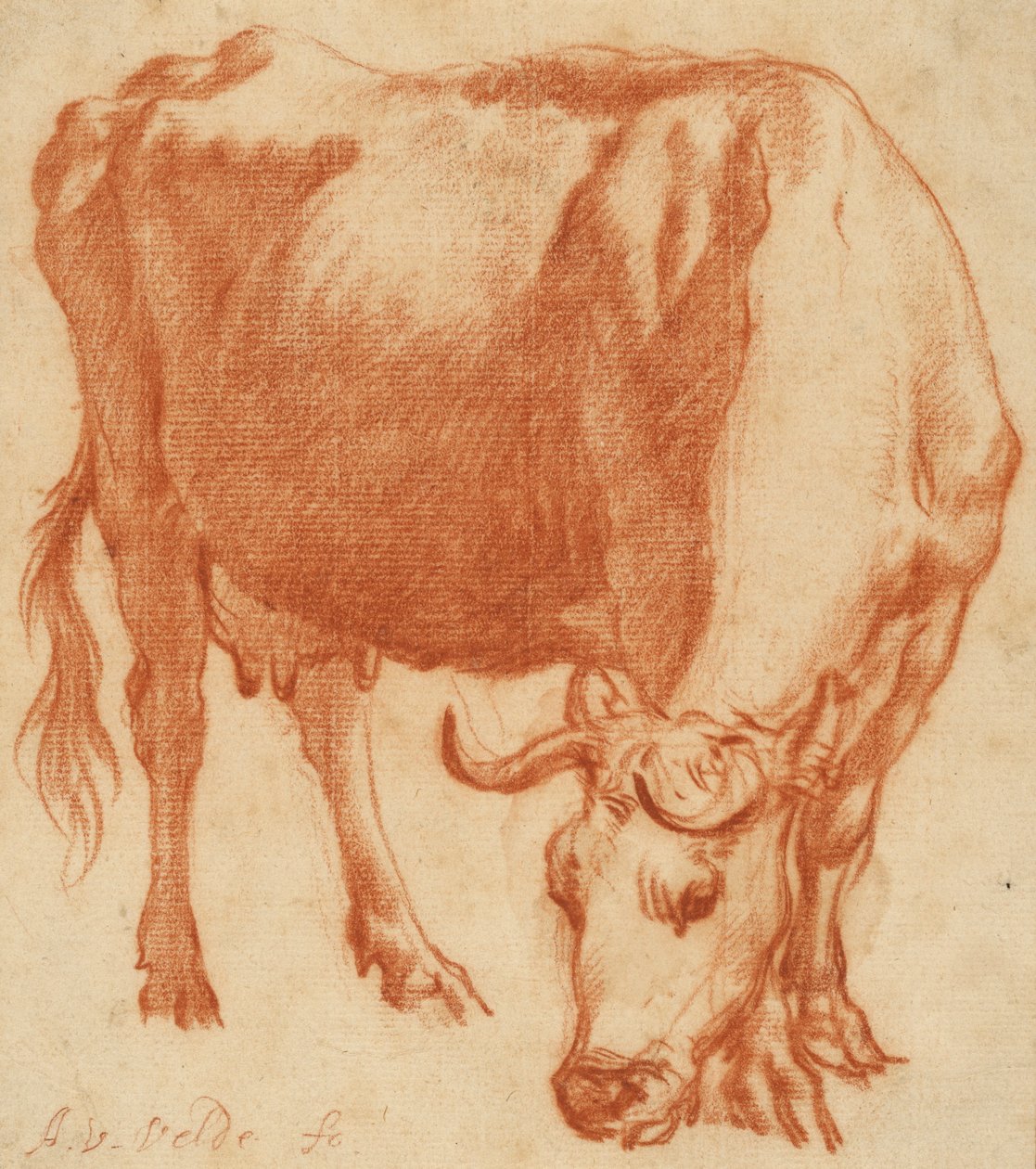 Pasoucí se kráva, cca 1663 (kresba červenou křídou) od Adriaen van de Velde