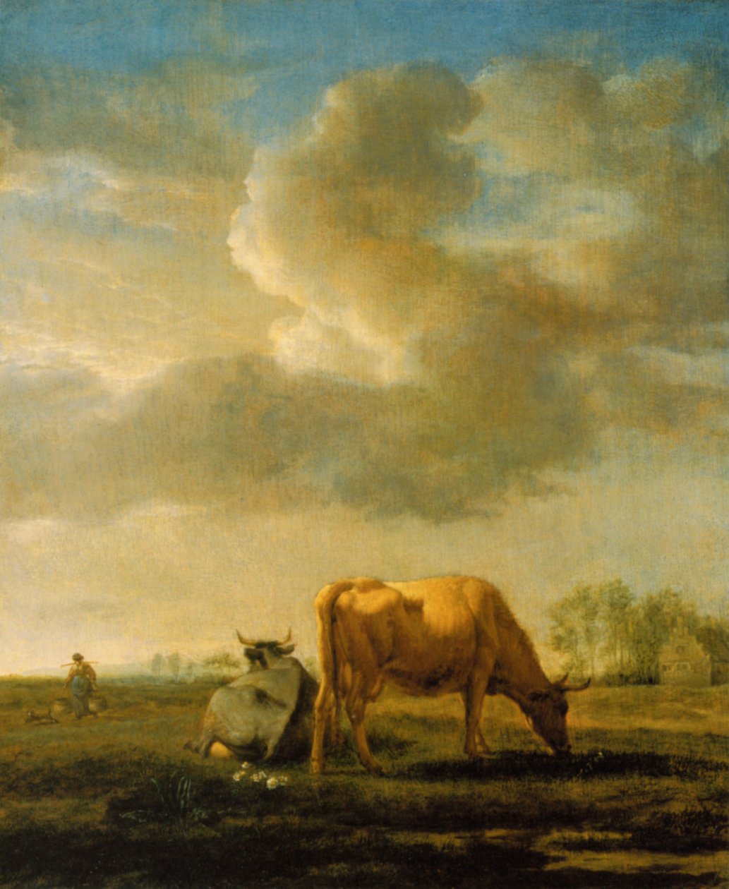 Krávy v poli od Adriaen van de Velde
