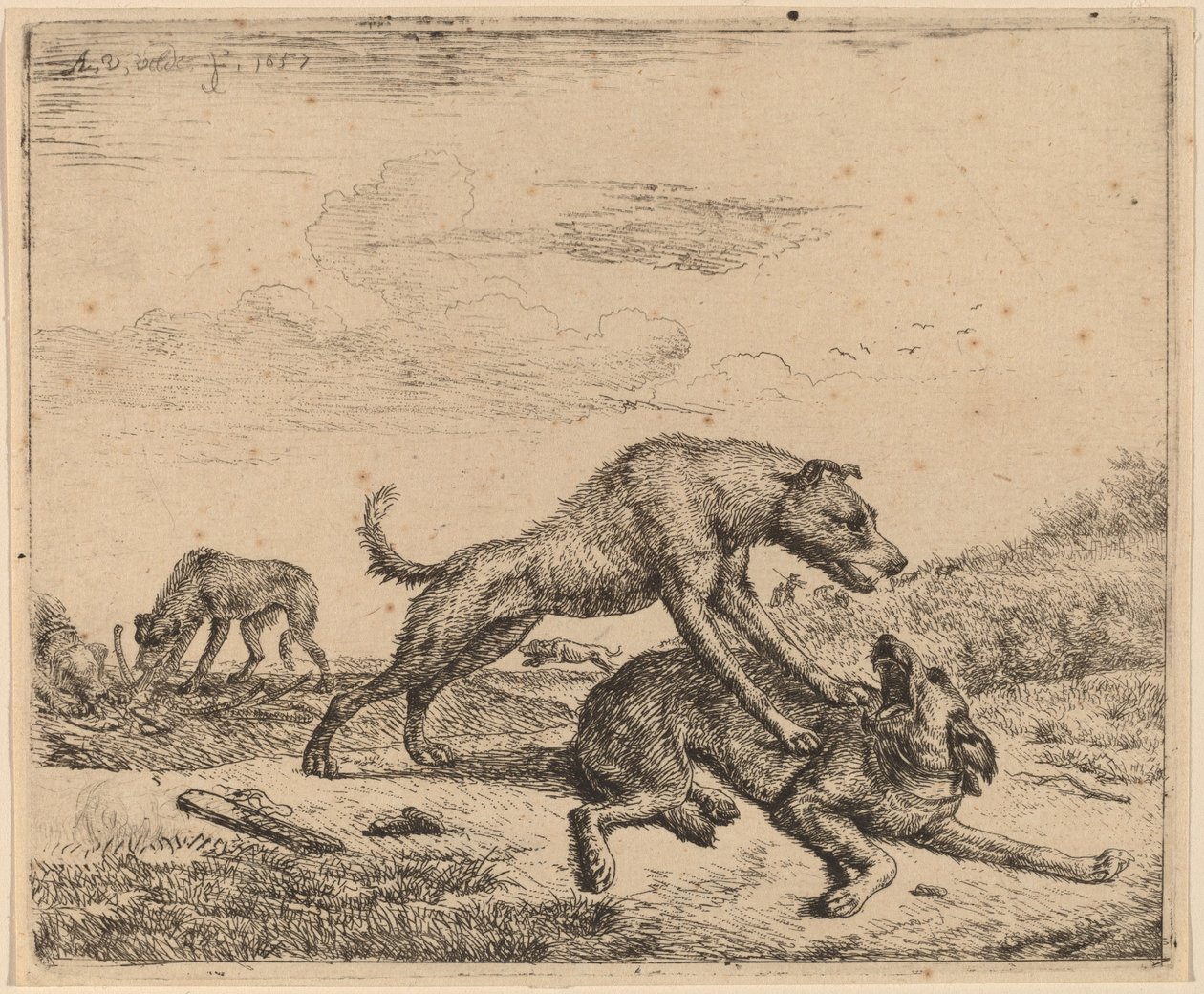 Bojoví psi od Adriaen van de Velde