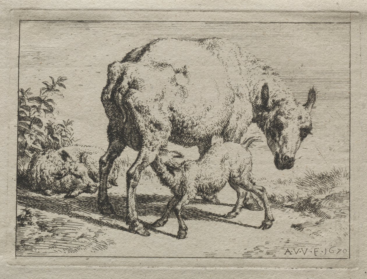 Ovečka a dvě jehňata od Adriaen van de Velde