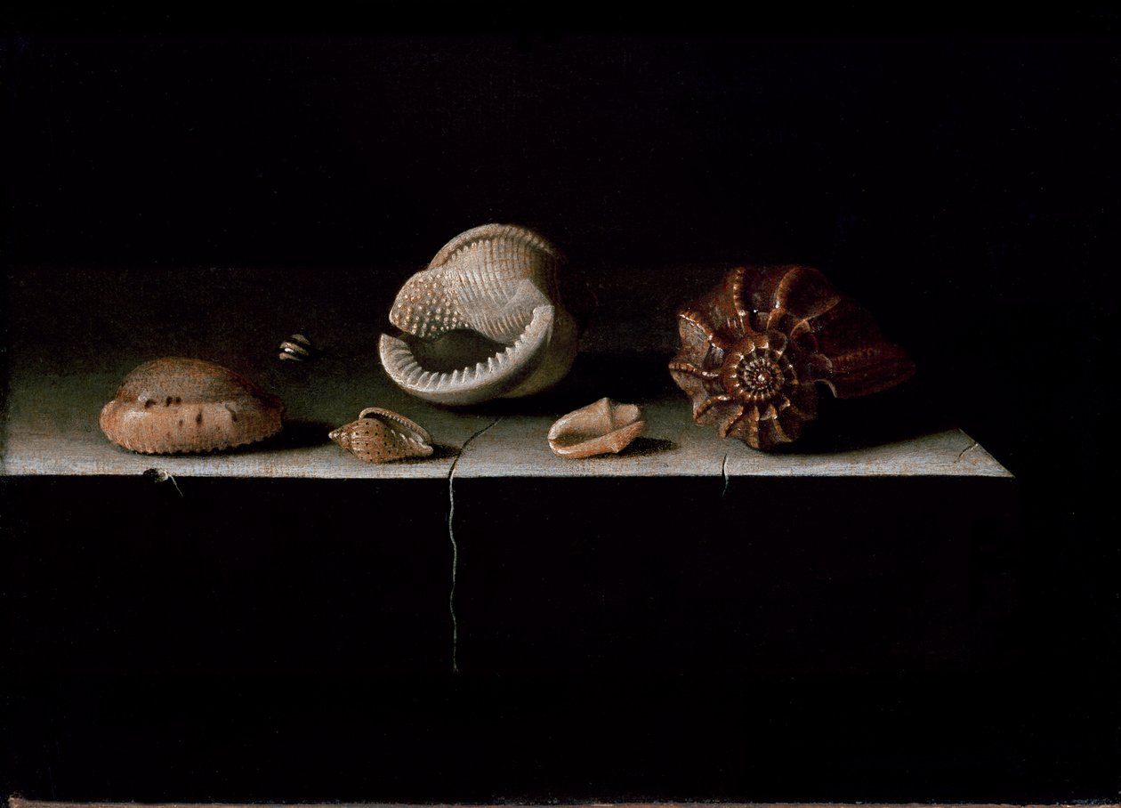 Šest mušlí na kamenné polici, 1696 od Adrian Coorte