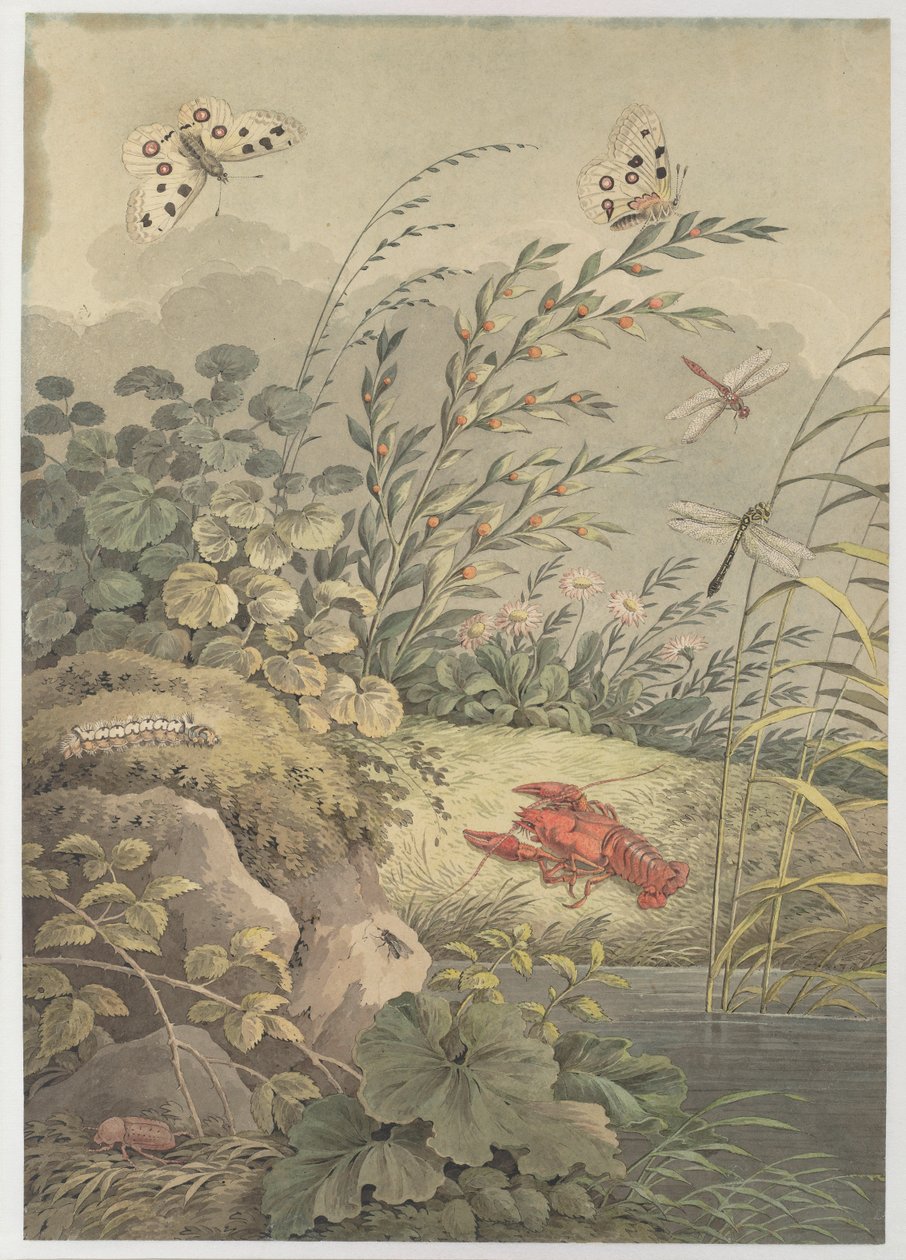 Kousek vody s krabem, motýly, vážkami a rakytníkem, c. 1800. od Adrian Zingg