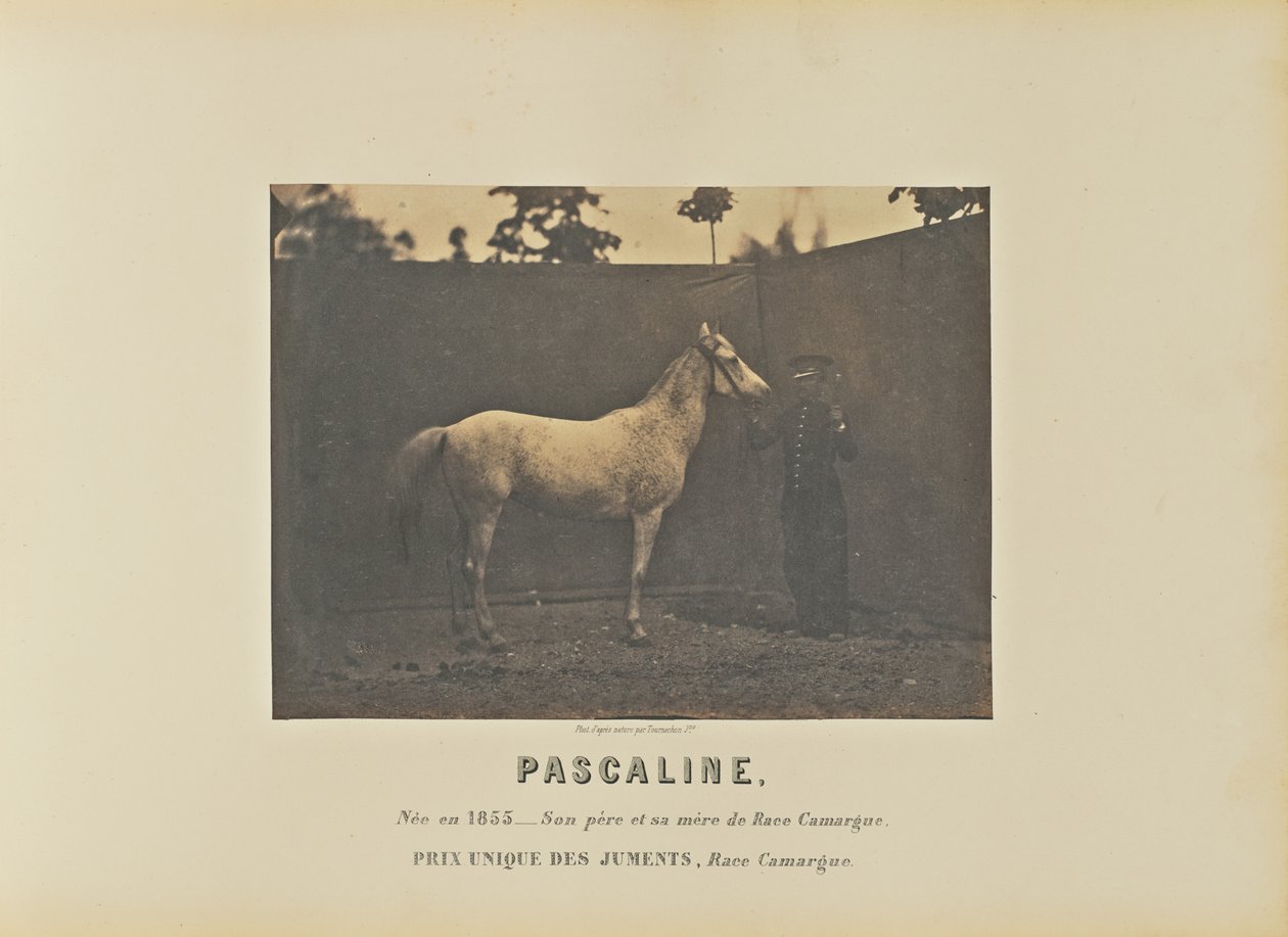 Pascaline od Adrien Alban Tournachon