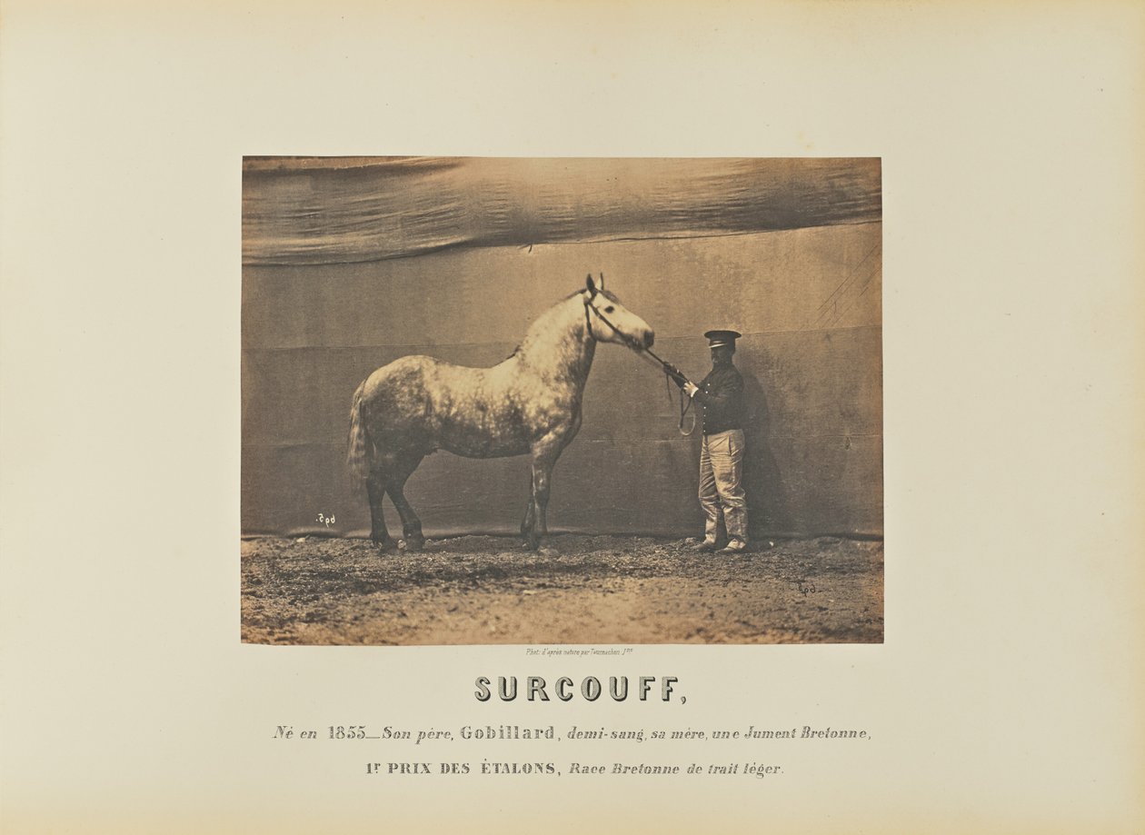 Surcouff od Adrien Alban Tournachon