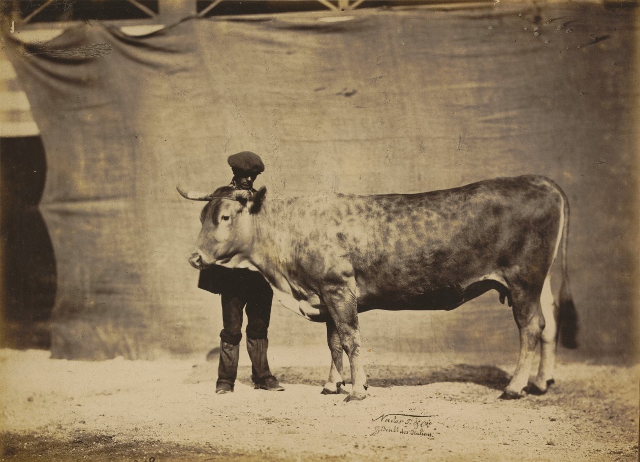 Kráva garonnaise, 5 až 6 let, 1856. od Adrien Alban Tournachon