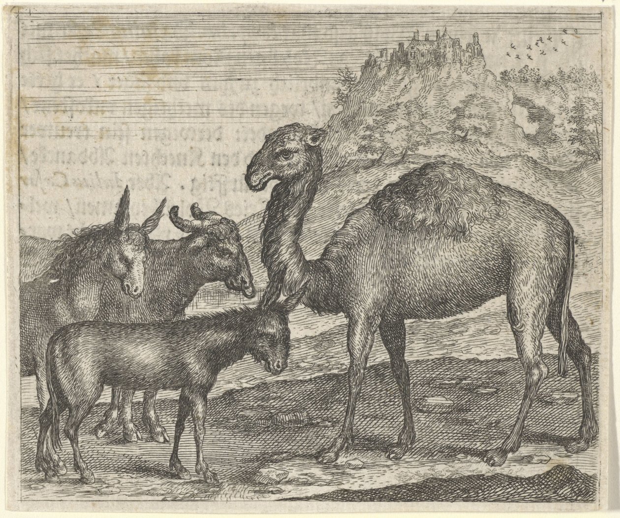 Pohádka o oslu, buvolovi, velbloudovi a mezkovi od Egidius  Sadeler (II)