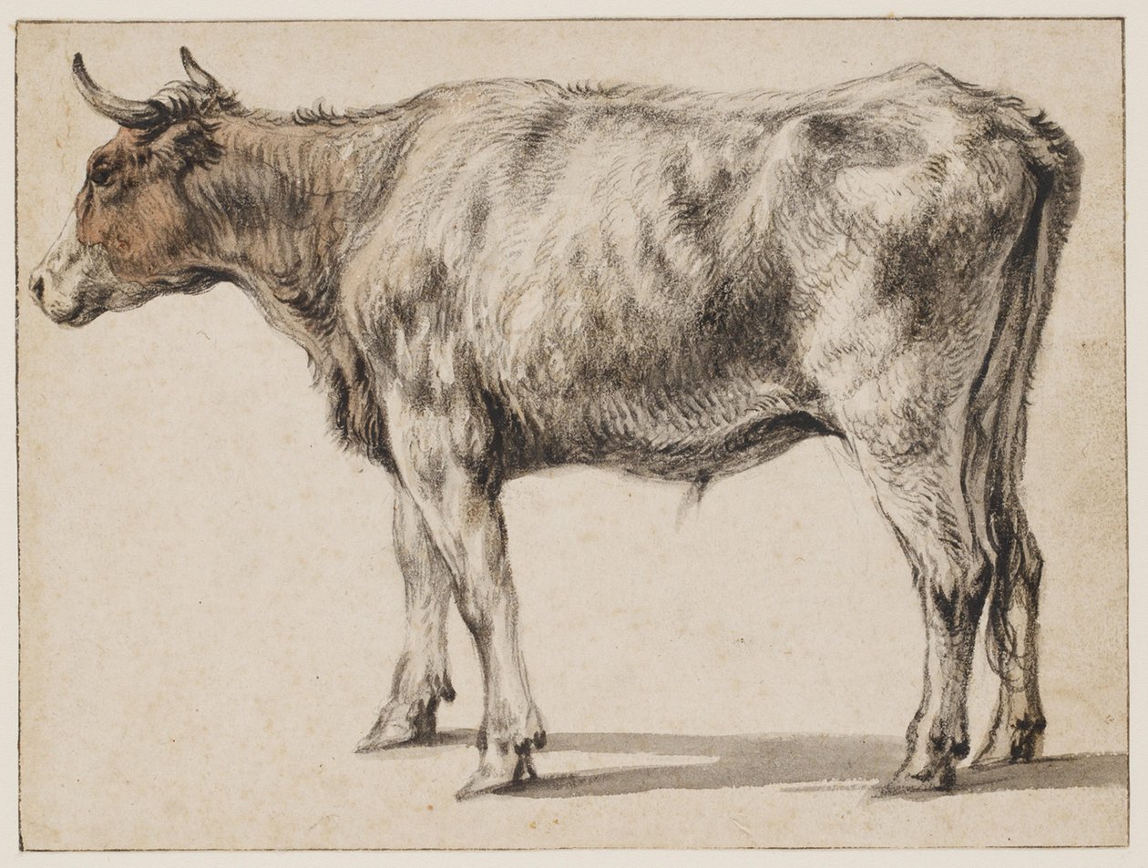 Stojící mladý býk od Aelbert Cuyp