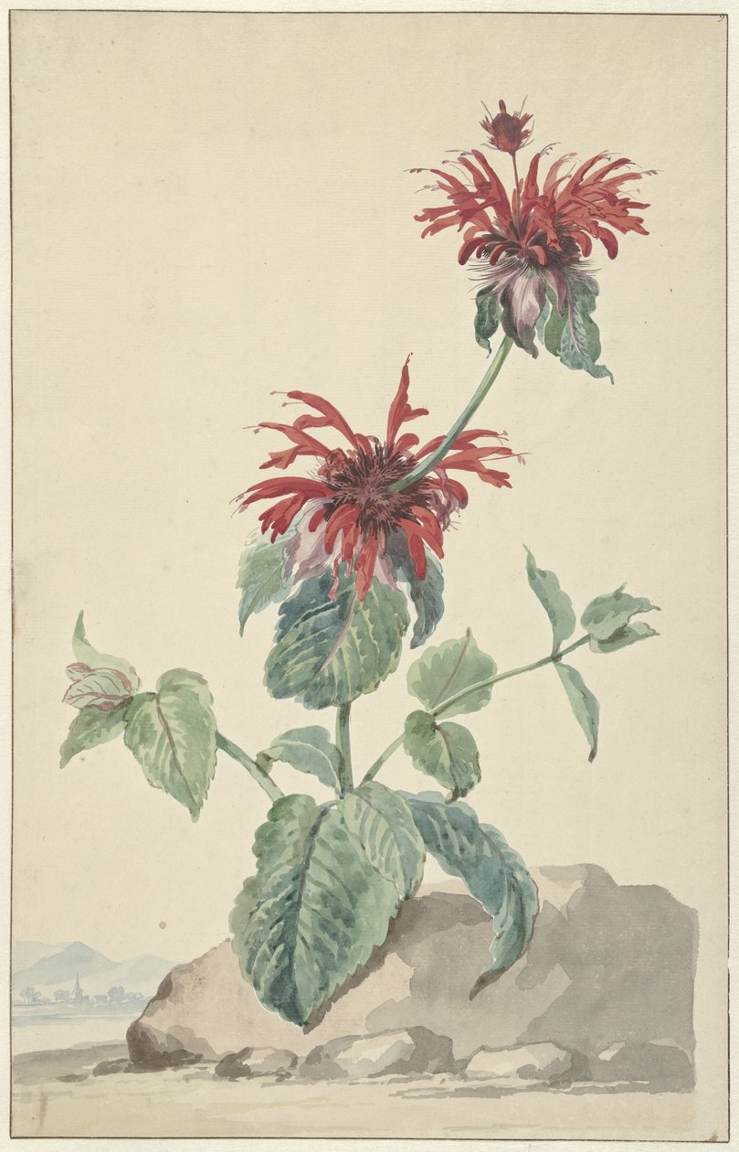 Červený bergamot v krajině od Aert Schouman (circle of)