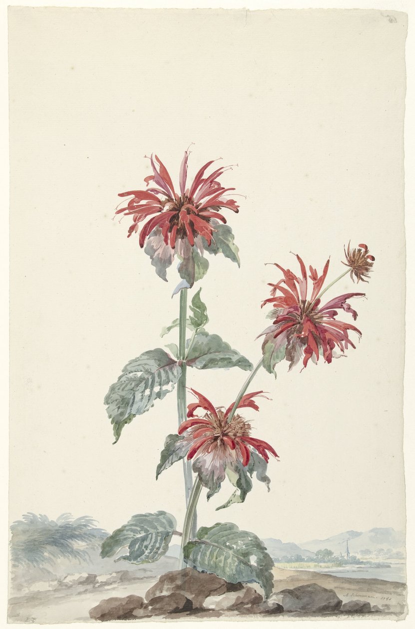 Červený bergamot v krajině od Aert Schouman (signed by artist)