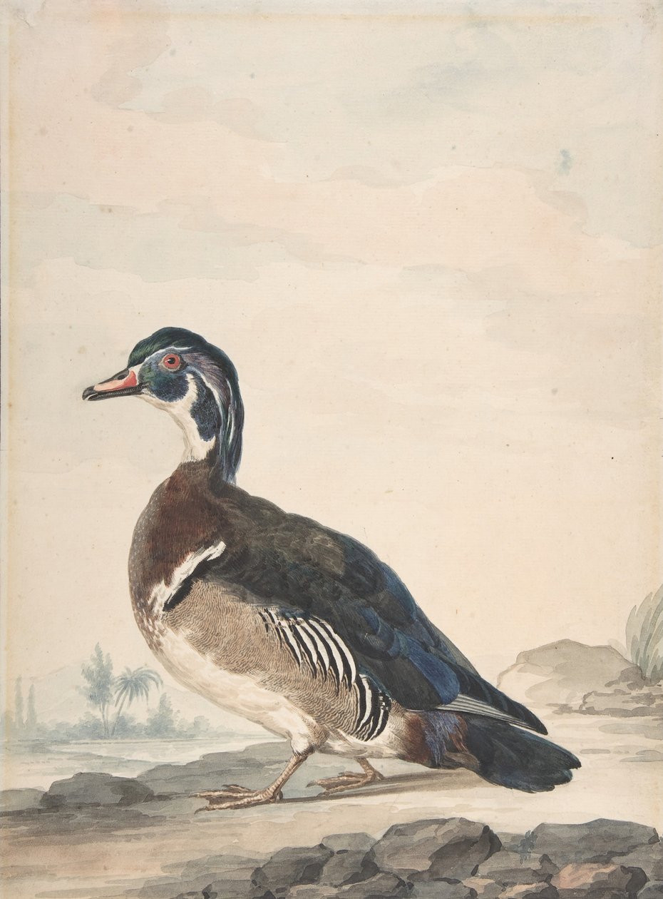 Kachna, 1725-92. od Aert Schouman