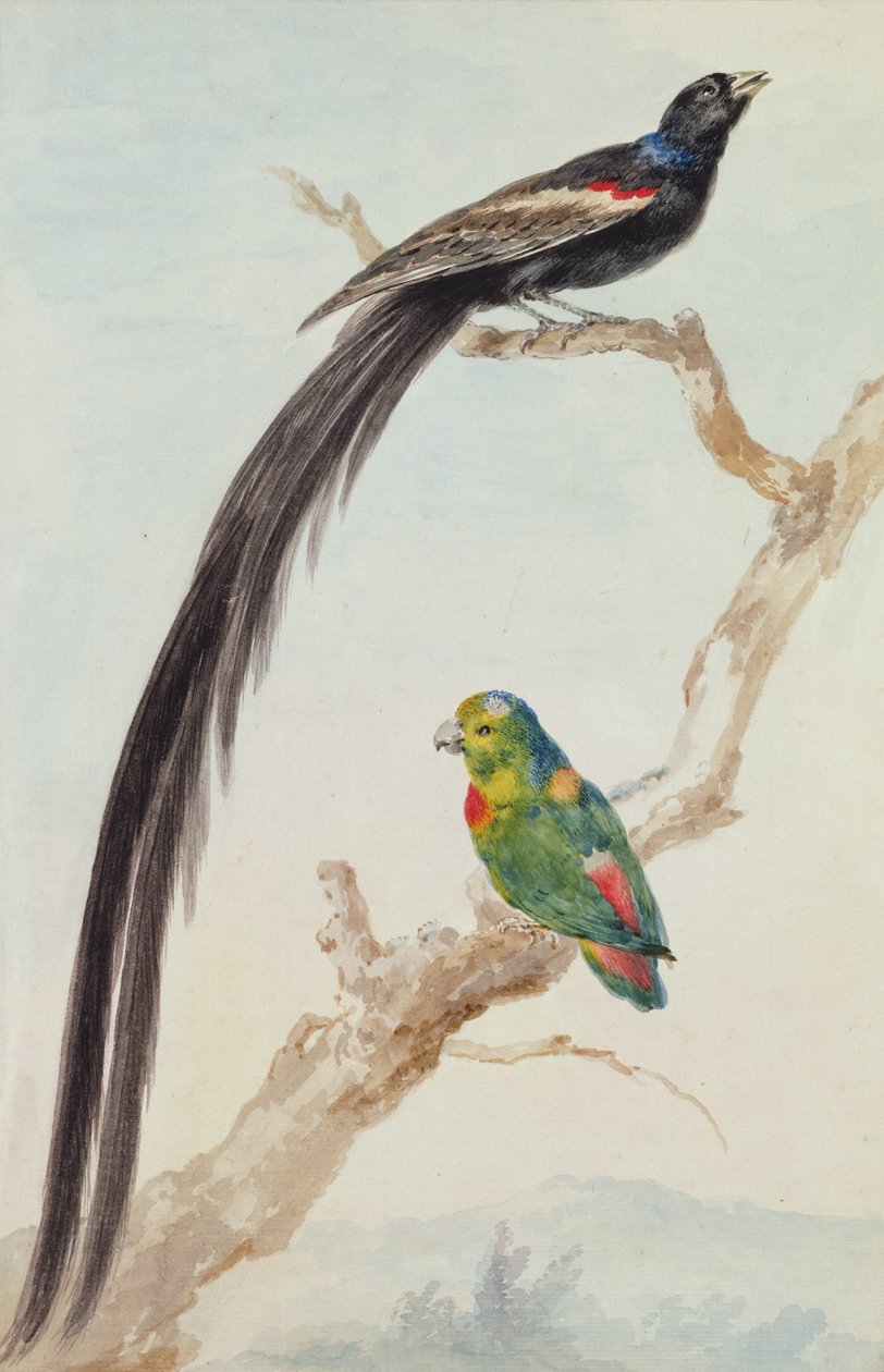 Dlouhodobý widowbird a modro-korunovaný visící papoušek, 1783 (křída, WC & tužka na papíře) od Aert Schouman