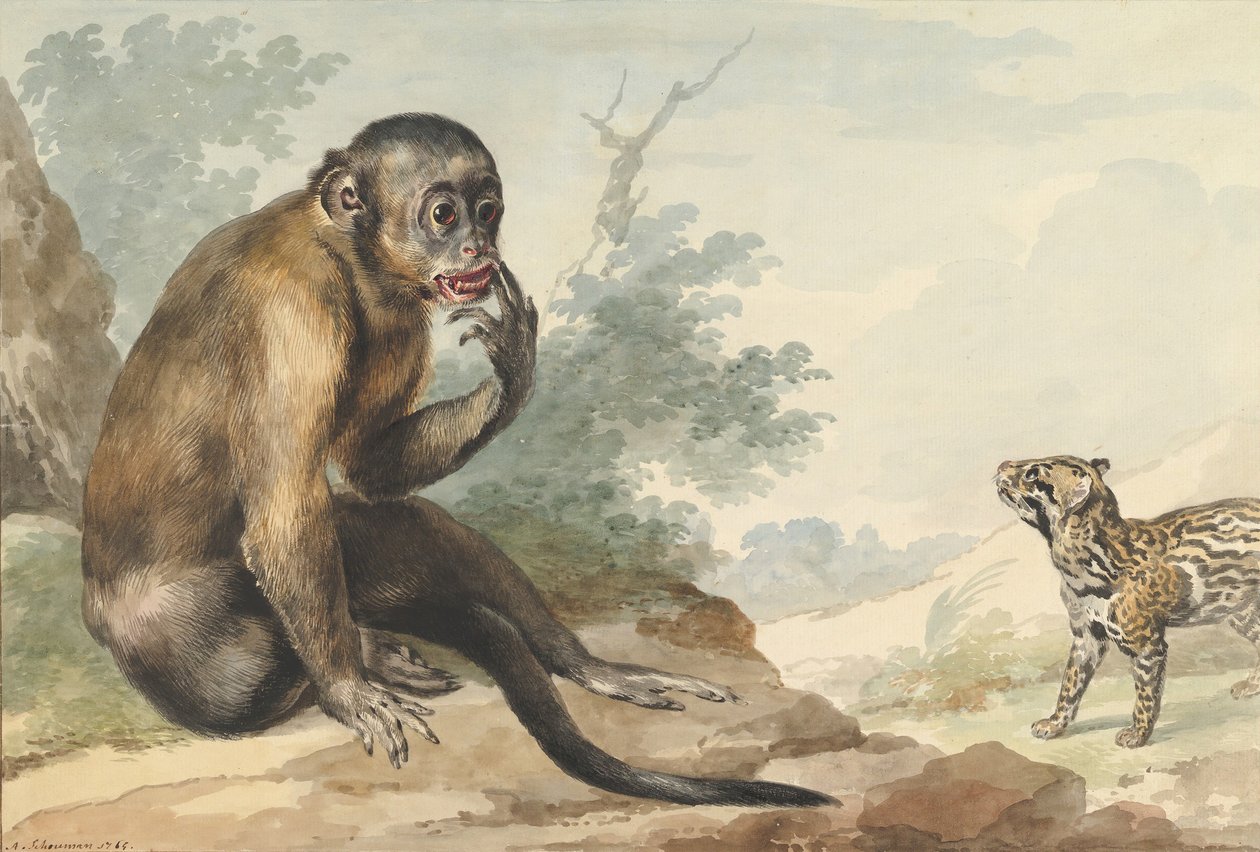 Opice sedící na skále při pohledu na cibetku, 1764. od Aert Schouman