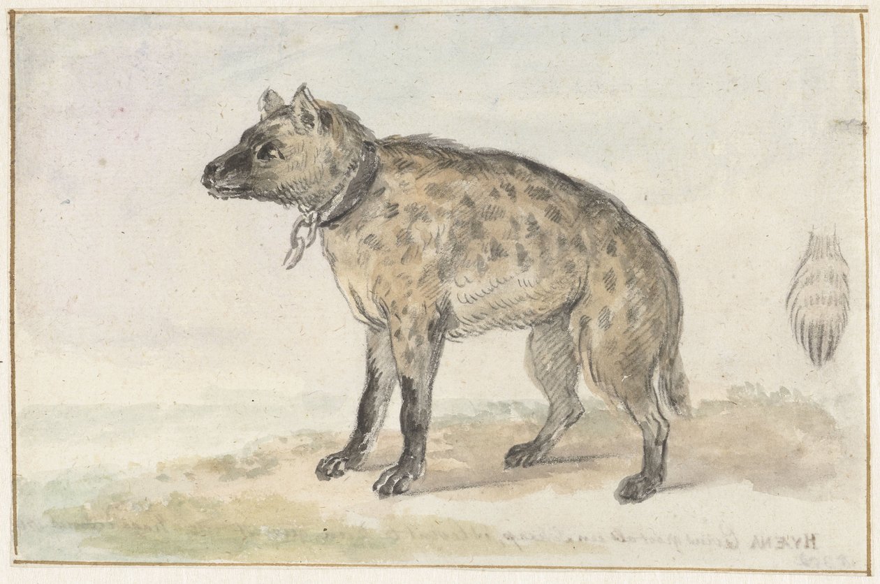 Hyena skvrnitá od Aert Schouman