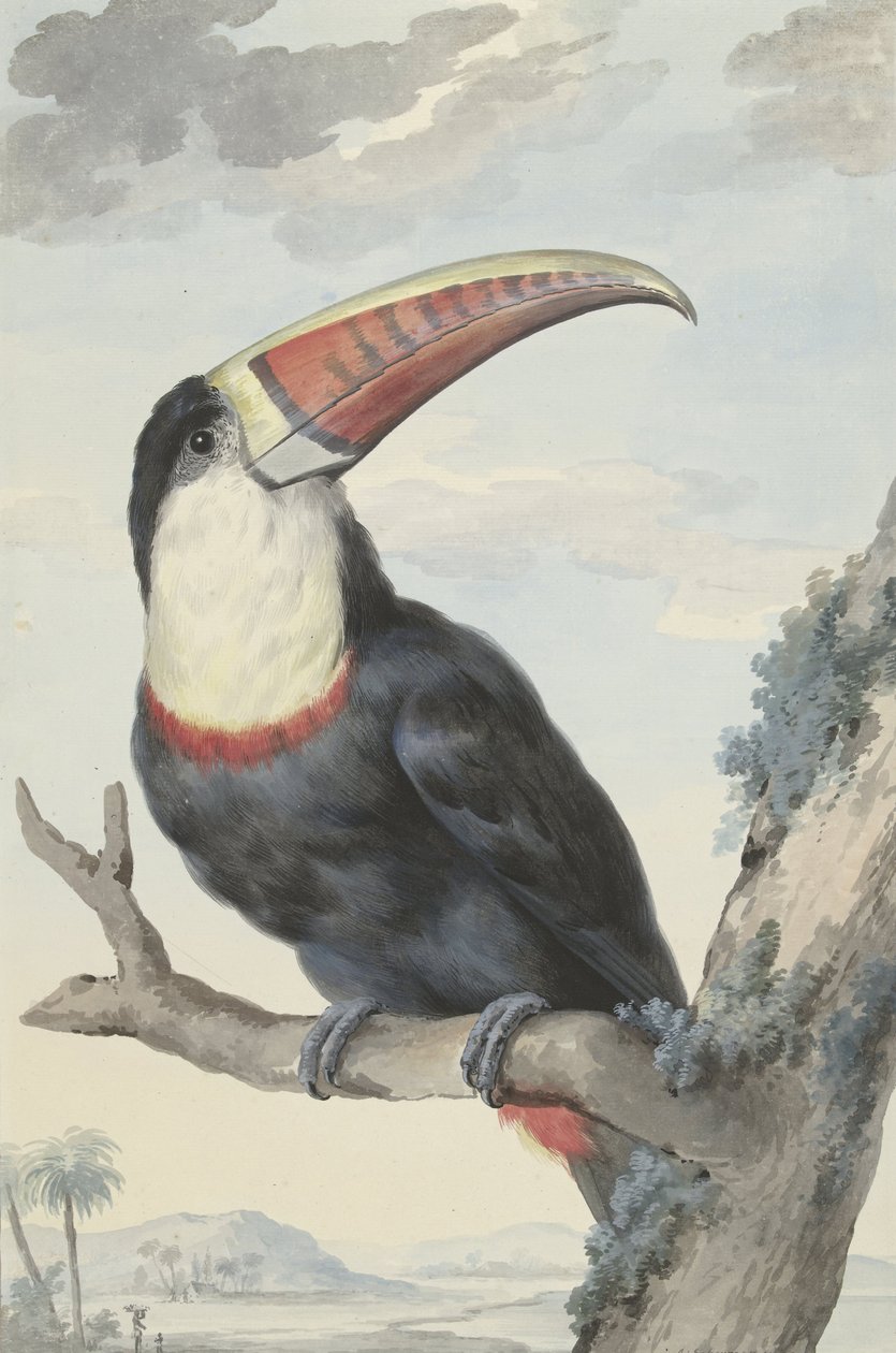 Tukan červenozobý, 1748 od Aert Schouman