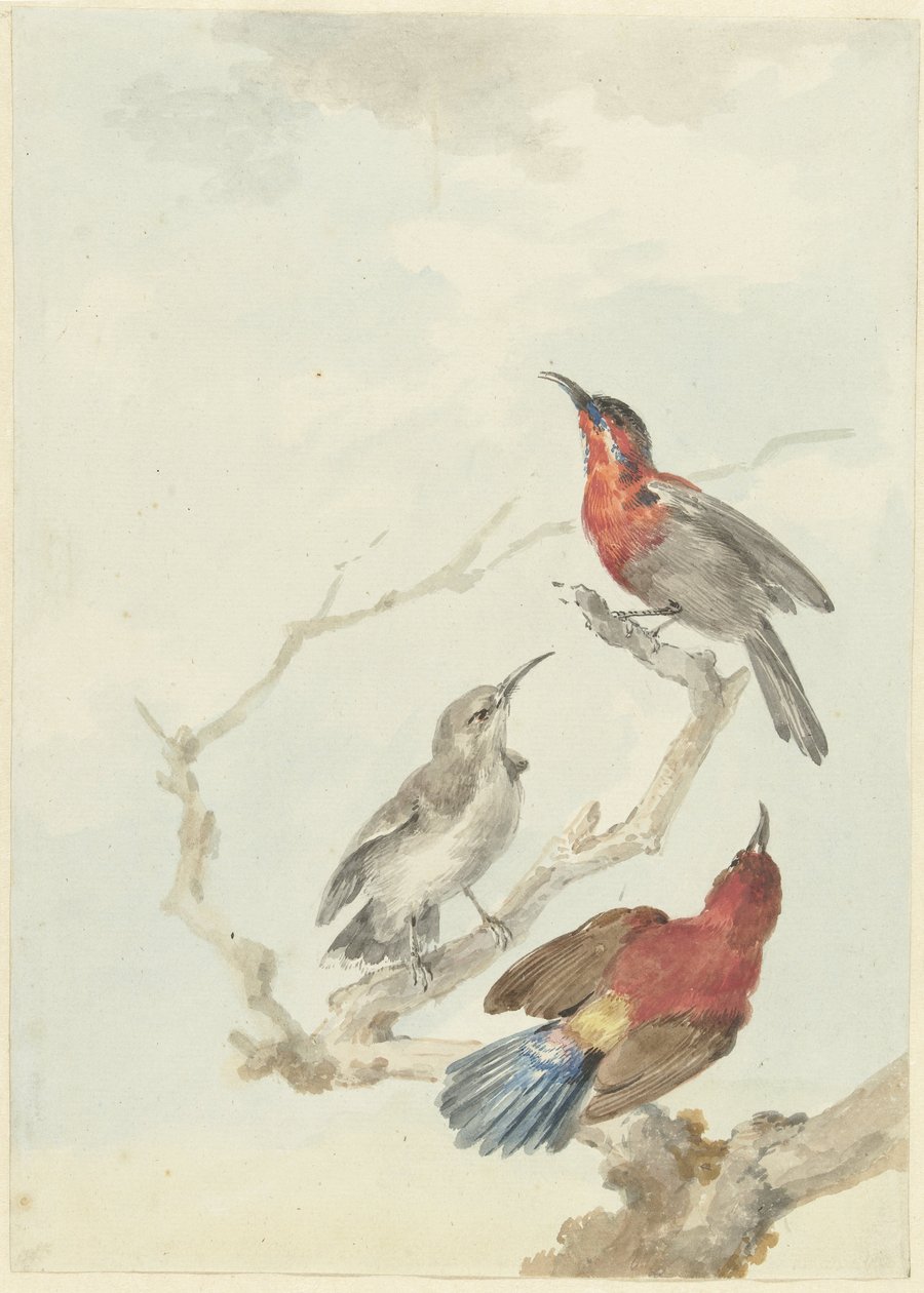 Tři Crimson Sunbirds od Aert Schouman