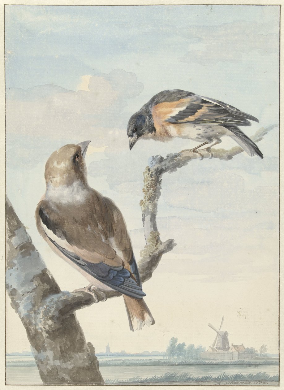 Dva ptáci: dlask (Coccothraustes coccothraustes) a chocholatý (Fringilla montifringilla) od Aert Schouman