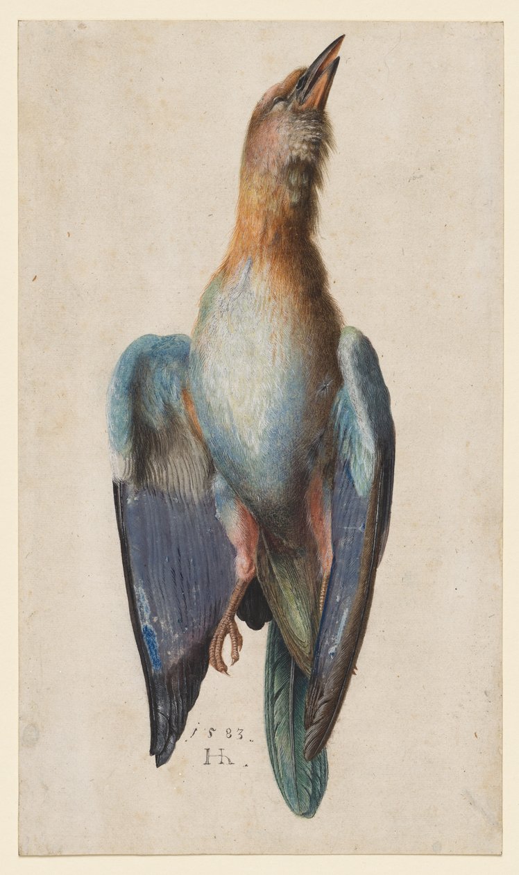 Mrtvý modrý válec od After Albrecht Dürer