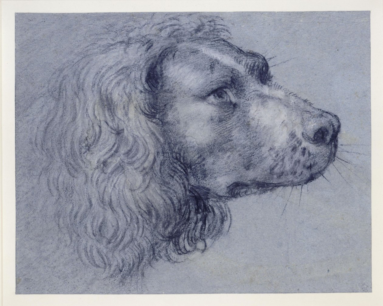 Studie hlavy španěla od Agostino Carracci