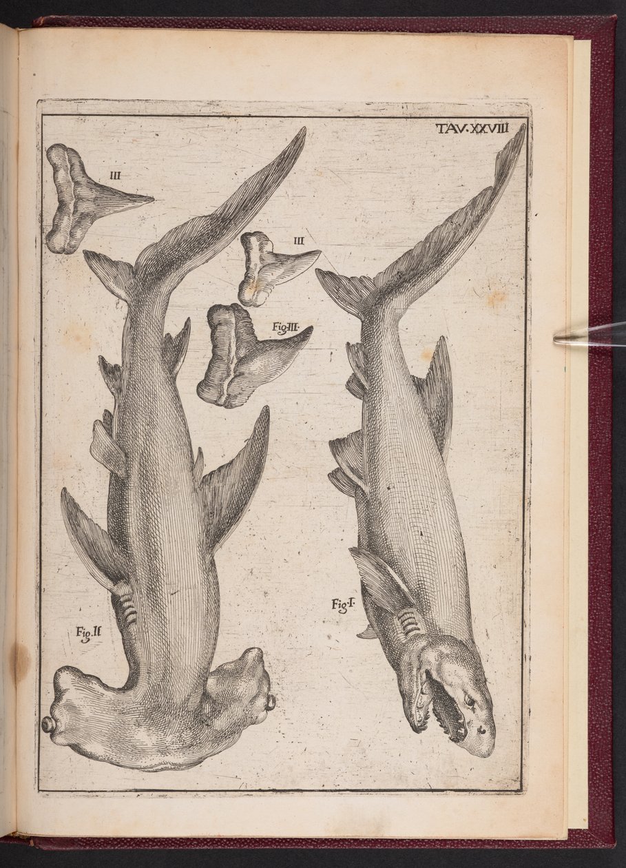 "Kravská ryba", "Crutch Fish", "Crutch Fish