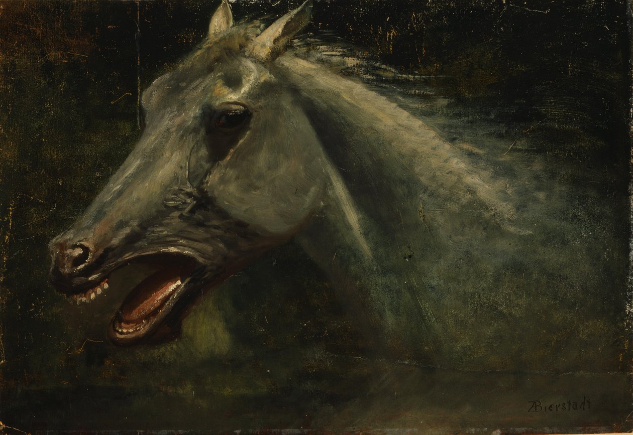 Divoký hřebec od Albert Bierstadt