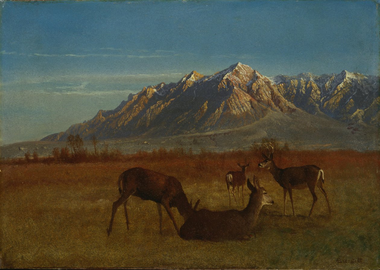 Jelen v horském domově od Albert Bierstadt