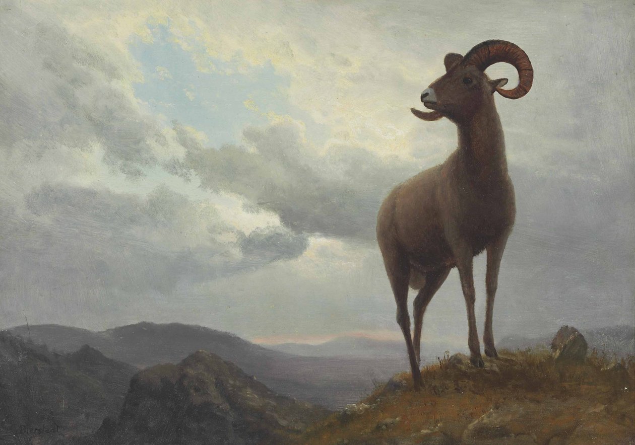 Ovce s dlouhými rohy od Albert Bierstadt