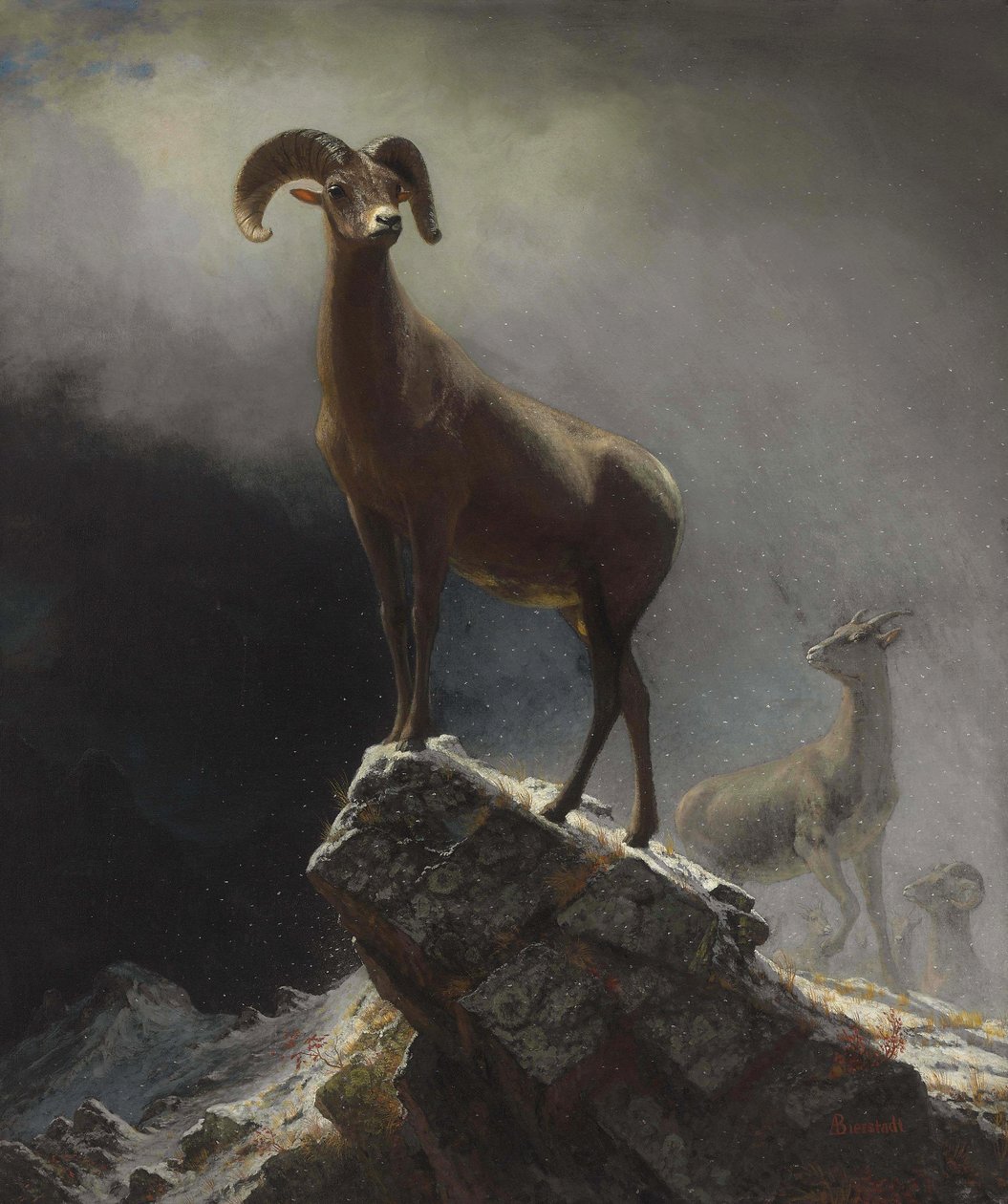 Rocky Mountain Sheep nebo Big Horn, Ovis, Montana od Albert Bierstadt