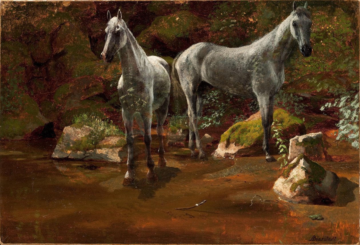 Studie divokých koní od Albert Bierstadt