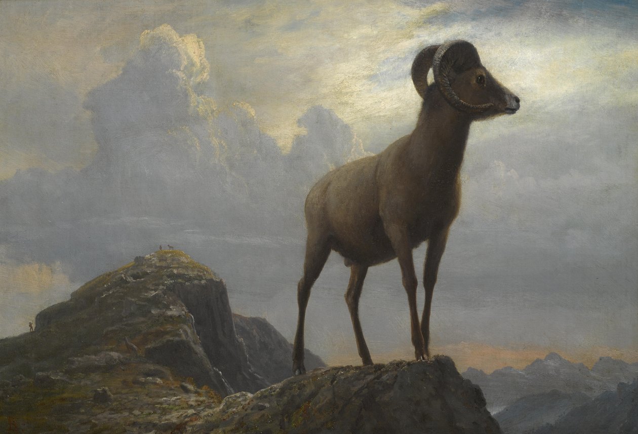 Studie Bighorna Berana od Albert Bierstadt