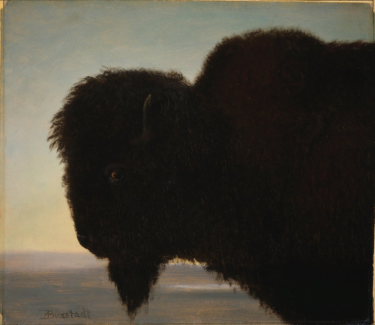 Buffalo Head od Albert Bierstadt