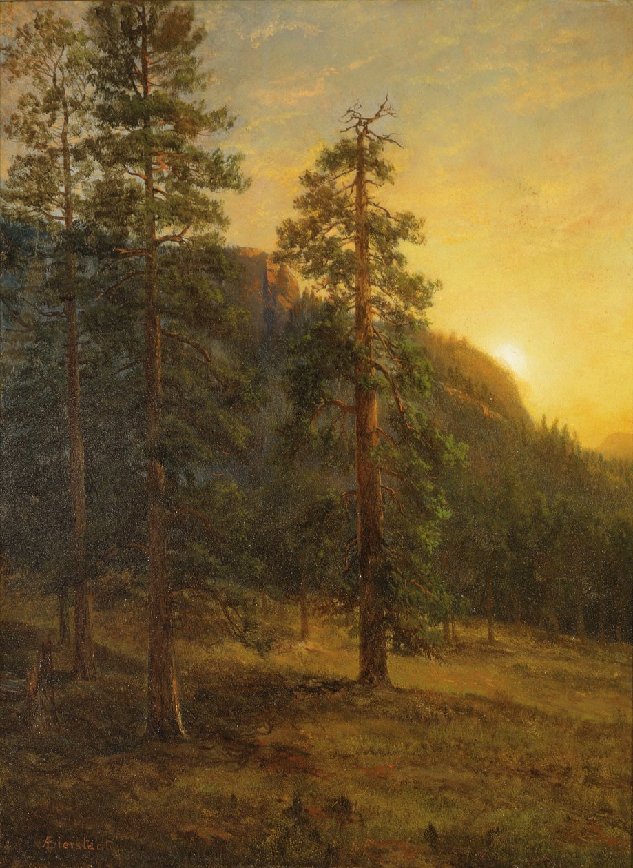Kalifornské sekvoje od Albert Bierstadt