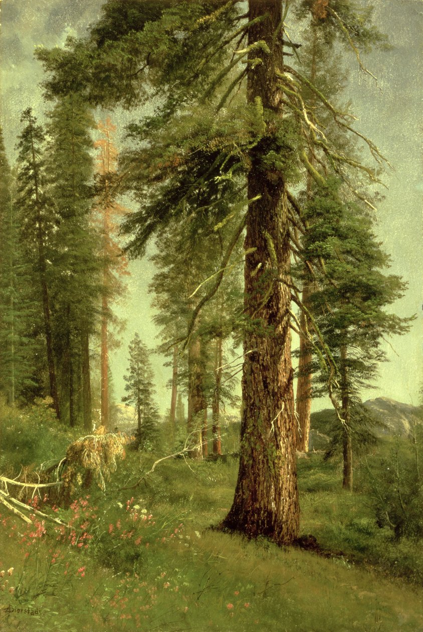 Kalifornské sekvoje od Albert Bierstadt