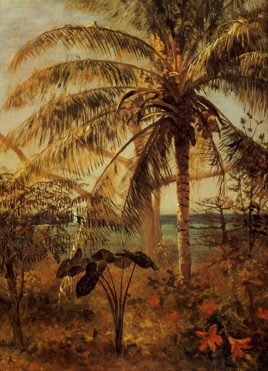 Palma, Nassau, 1892 od Albert Bierstadt