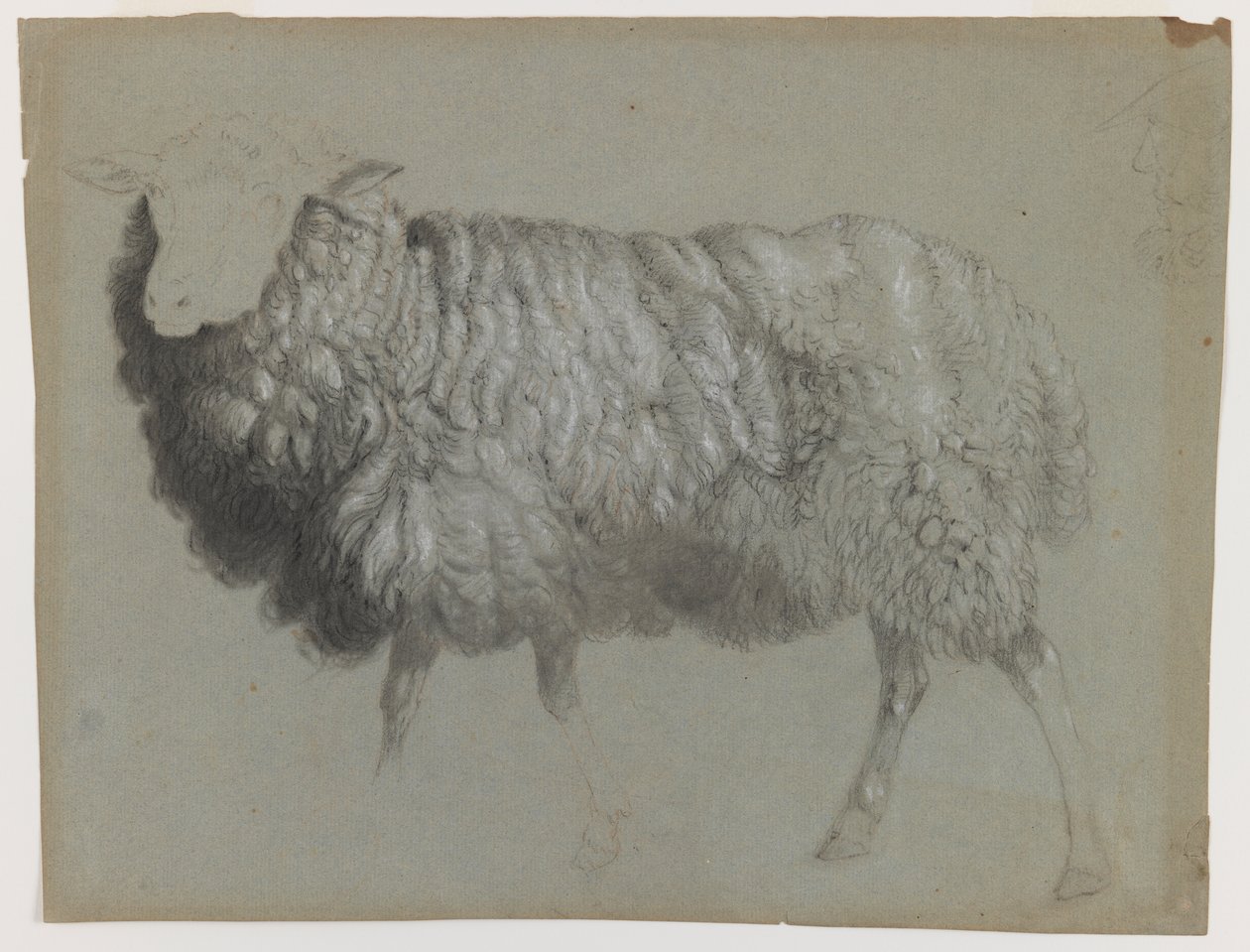 Study of an Ewe, c.1855 (grafit, pastel a křída na šedozeleném papíře) od Albert Bierstadt