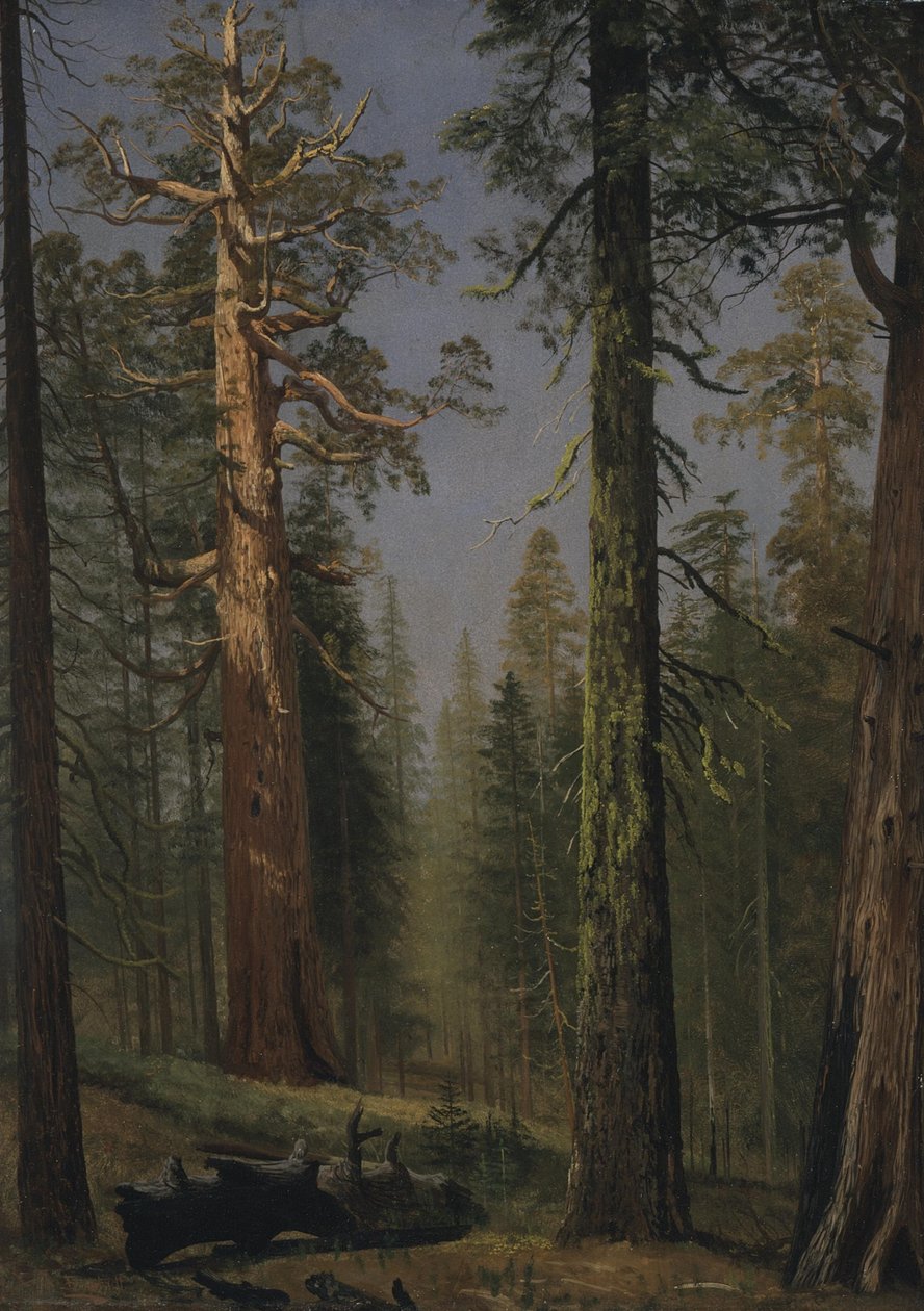 Sekvojovec obrovský Grizzly, Mariposa Grove, Kalifornie od Albert Bierstadt