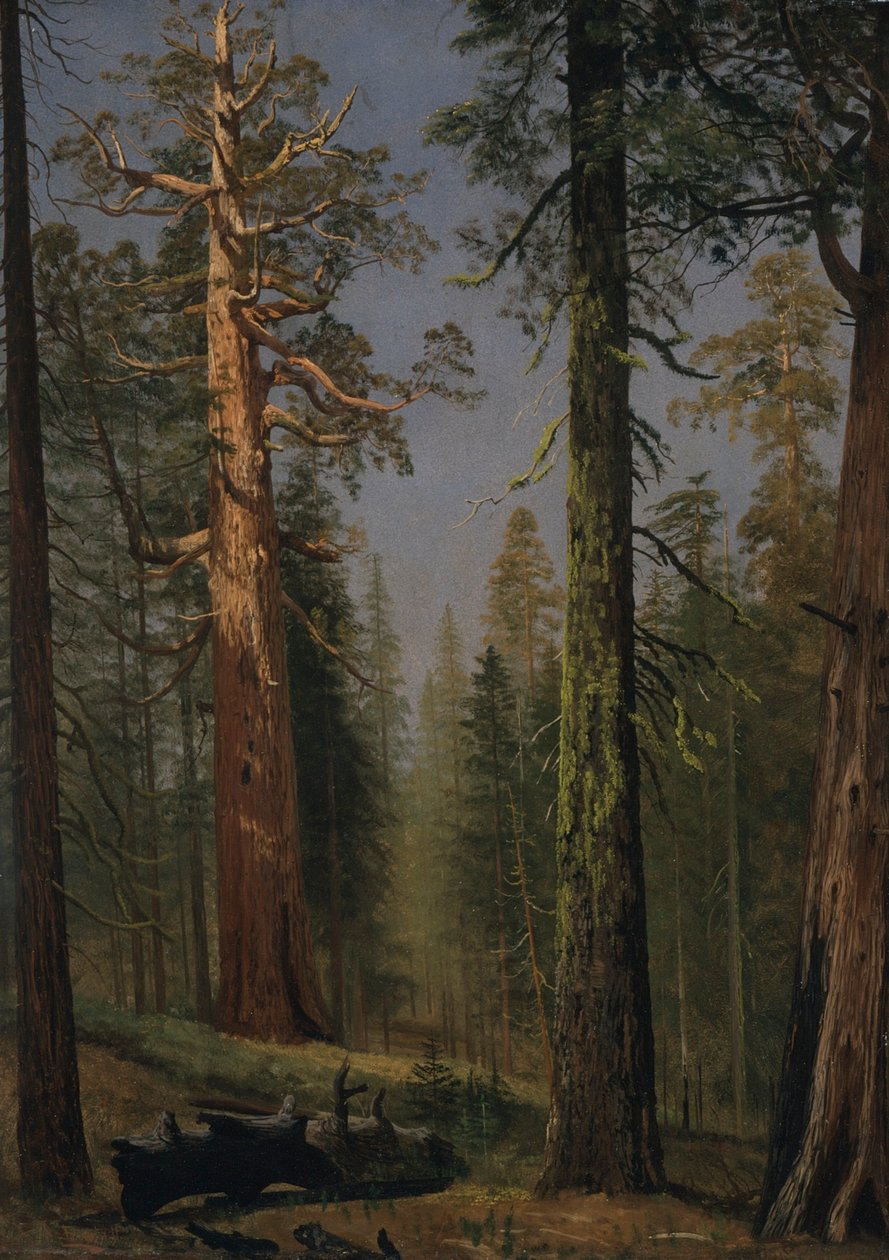 Sekvojovec obrovský Grizzly, Mariposa Grove, Kalifornie od Albert Bierstadt