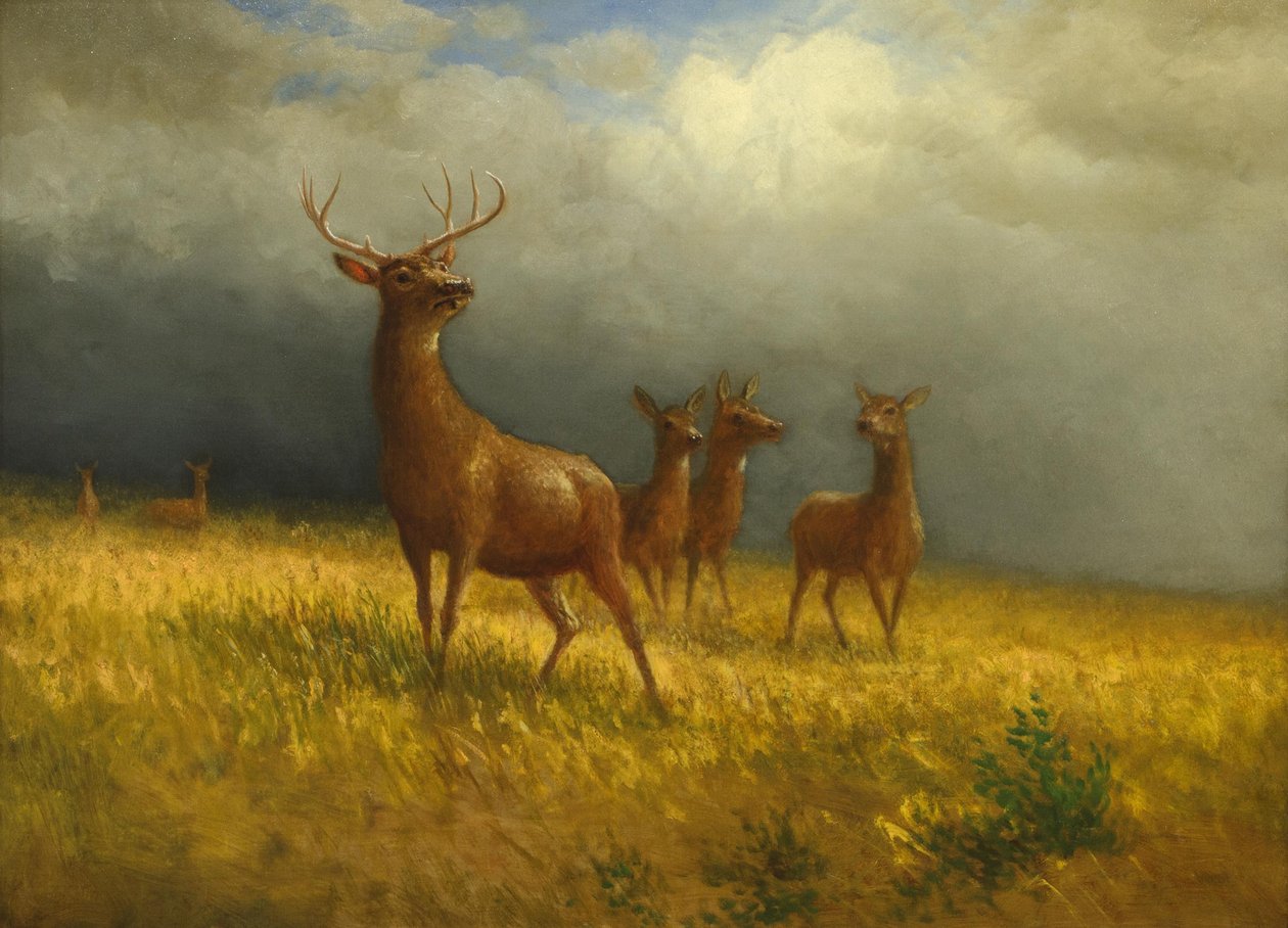"Tři jeleni a jelen", Albert Bierstadt, kolem roku 1885 od Albert Bierstadt