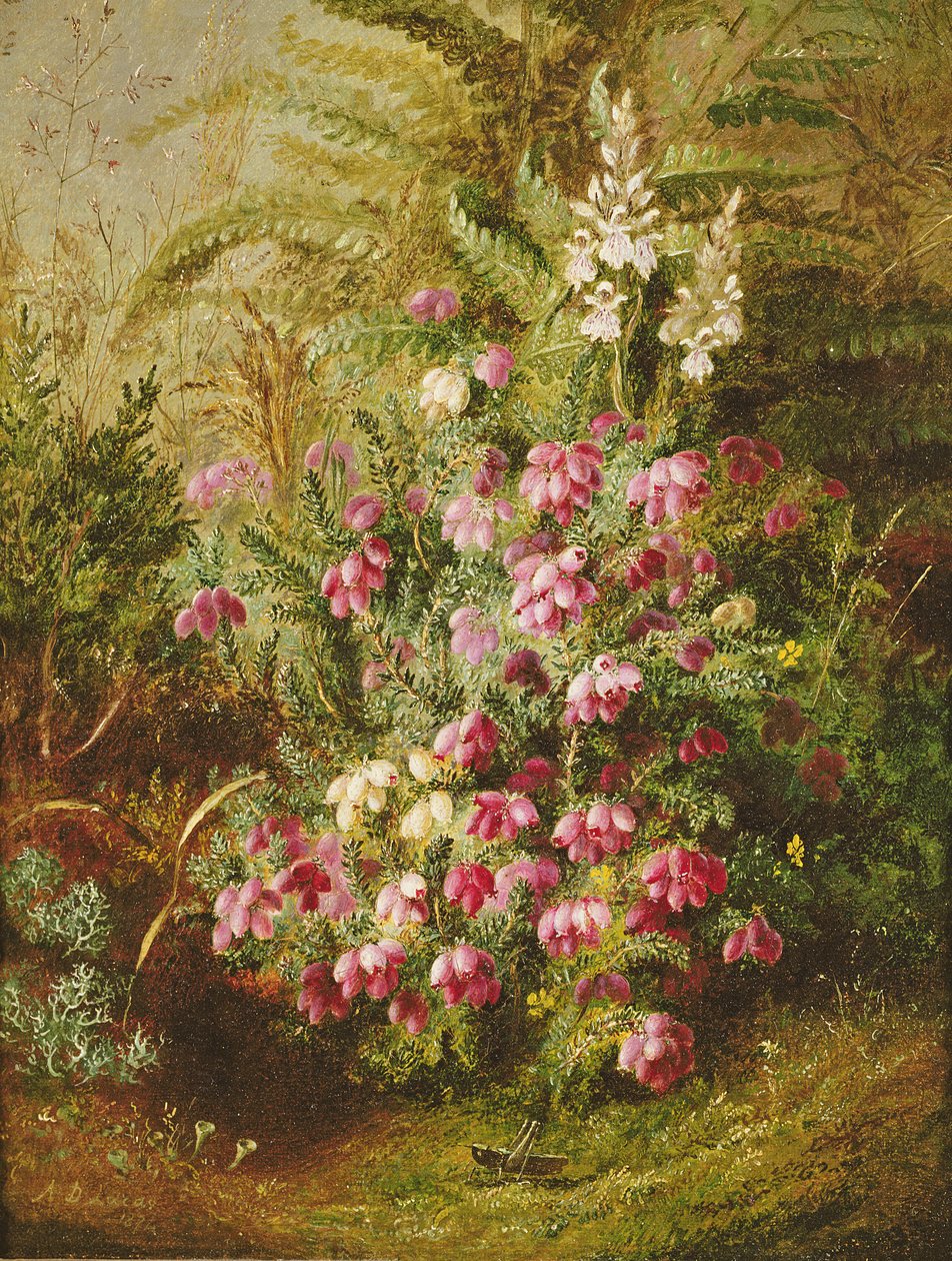 Kobylka a Heather od Albert Durer Lucas
